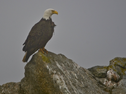 Image no. AK1201: Eagle Rock
