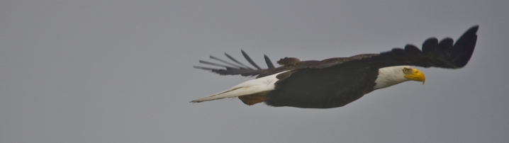 Image no. AK0801: Eagle Flight