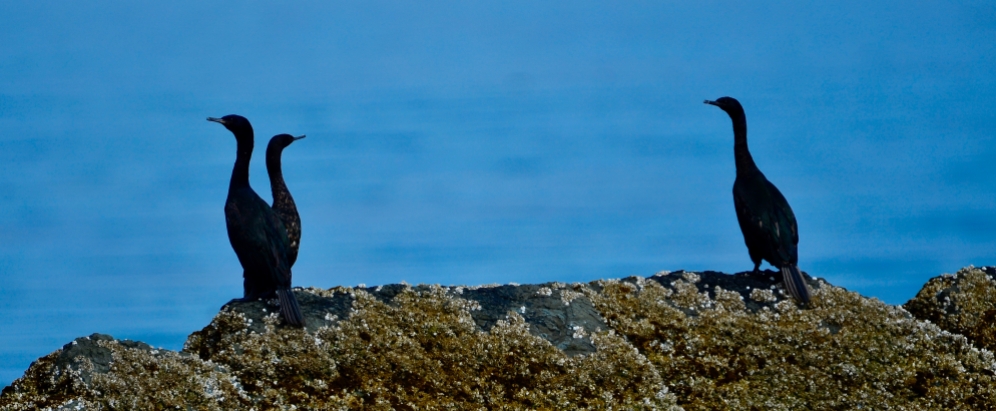 Image no. AK0501: Cormorants